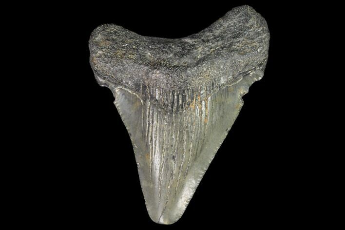 Juvenile Megalodon Tooth - Georgia #101421